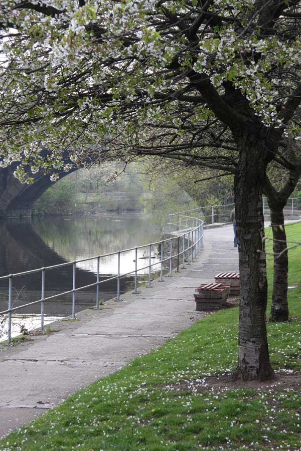 Water of Leith cherry blossoms