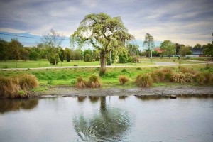 The River Avon in the Red Zone in Christchurch