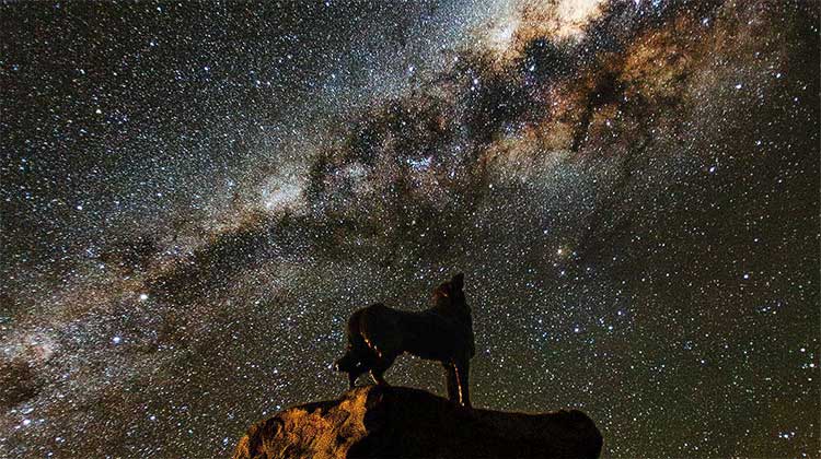 Lake Tekapo Dog Statue Milky Way featured image